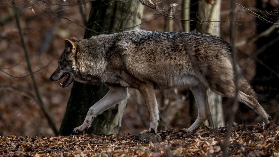 Wolf im Wallis