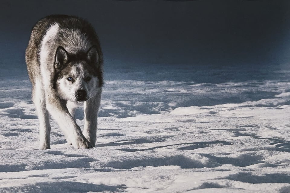 Schlittenhund-Foto aus einer Momentaufnahme von Peter Frehner. 
