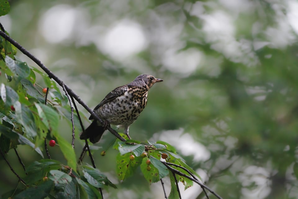 Die Stunde der Gartenvögel Vögel Birdwatching Vogelbeobachtung Vogel Ornithologie
