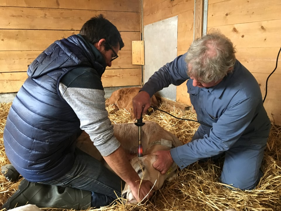 Roman Niederberger gida il veterinari Markus Zinsli da brischar giu la corna.