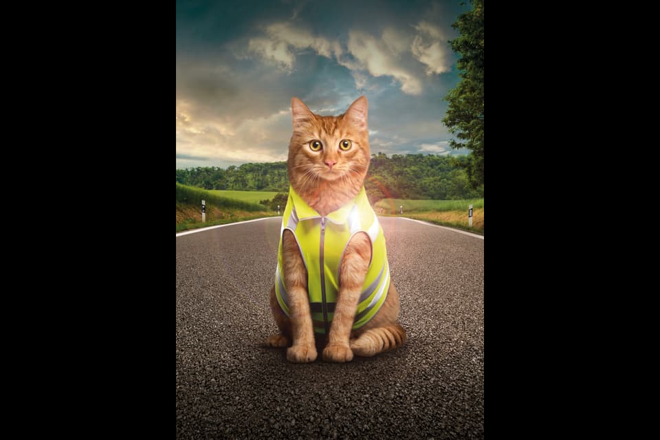 BFU Kampagne: Katze mit Leuchtweste.