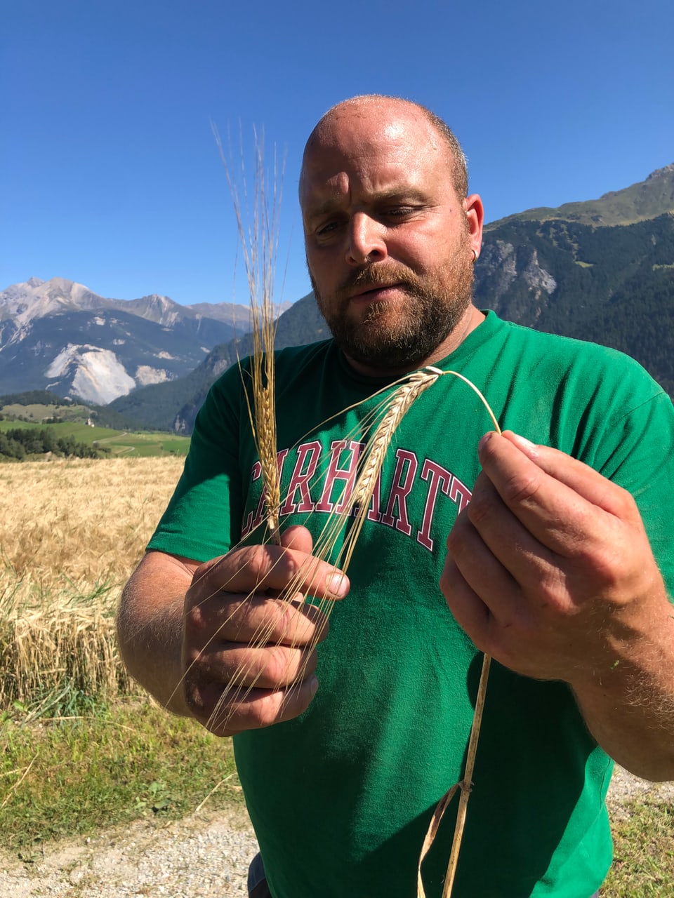 Andreas Stgier zeigt den Unterschied des reifen Getreides.