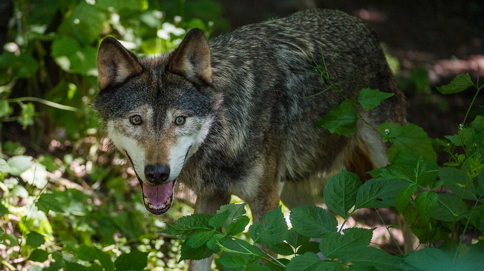 Il luf na duai betg pli star sut protecziun en Svizra. La foto mussa in luf da la Svezia