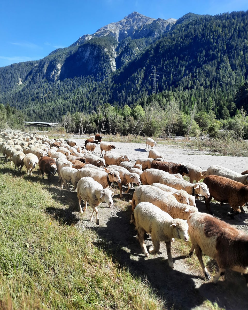 Viele Schafe in Alp Russena