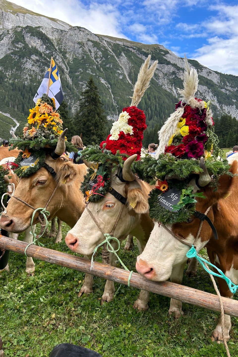 Drei Kühe mit Blumenschmuck am Alpabzug in bargis