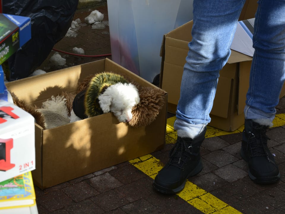 Il chaun spetga sin la patruna.