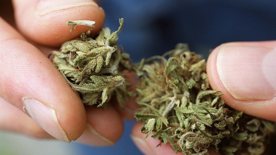 Cannabis. 