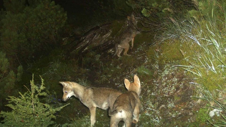 Maletg dals luf giuvens al Calanda