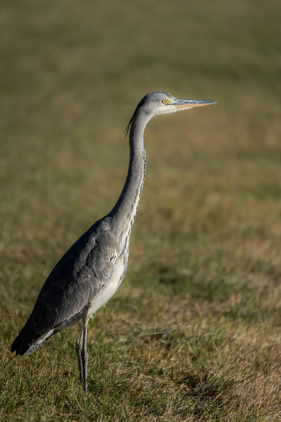 Die Stunde der Gartenvögel Vögel Birdwatching Vogelbeobachtung Vogel Ornithologie