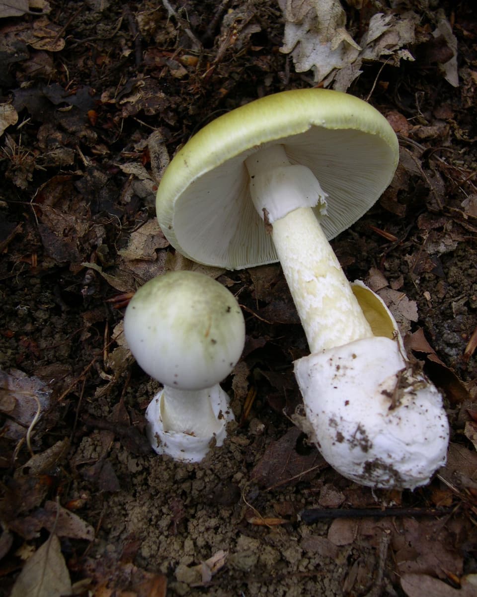 Amanita verda