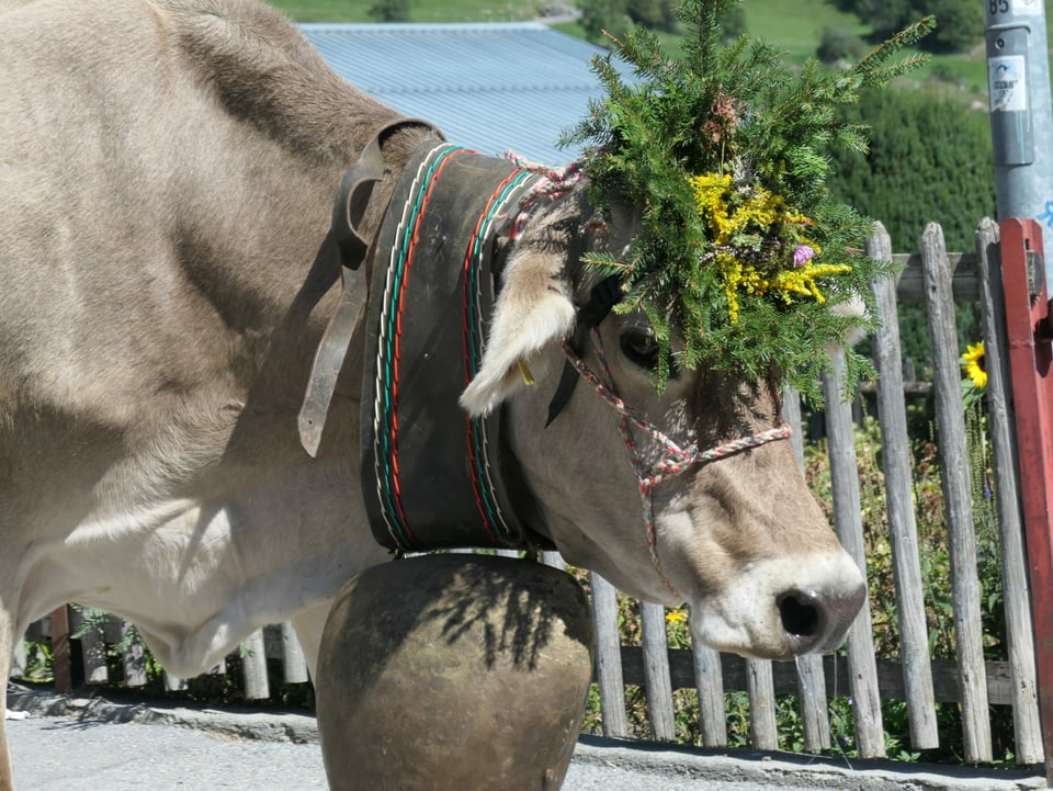 Kuh mit Blumendeko am Alpabzug in Brigels