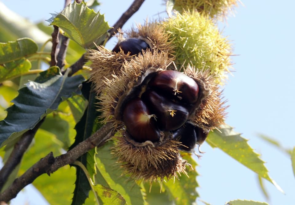 Kastanien: Gesunde Kastanien reifen im Tessin in der Sonne.