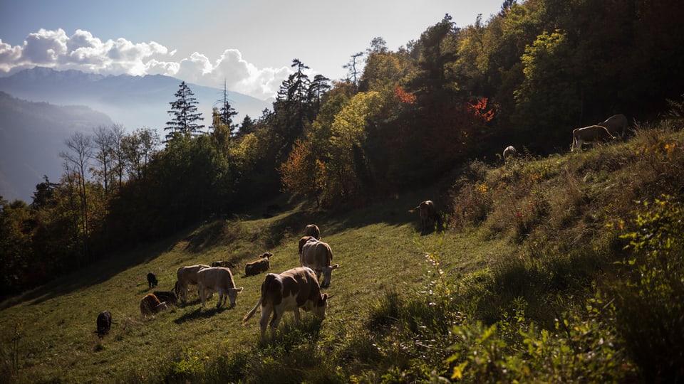 Alp en il chantun Vallais.