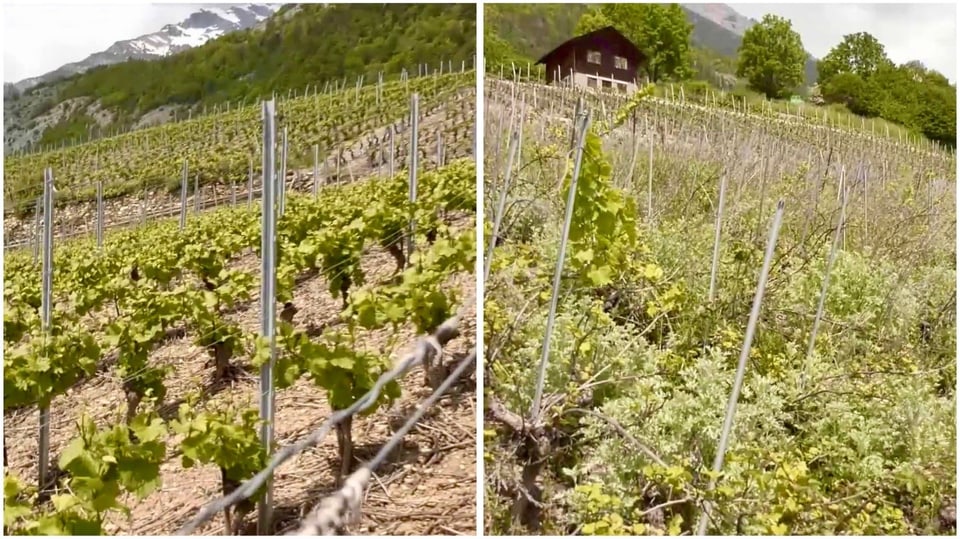 Betg mo ina dumanda estetica Gefahr für die Gesundheit der Reben. Rechts ein verlassener Rebberg, links ein gepflegter.