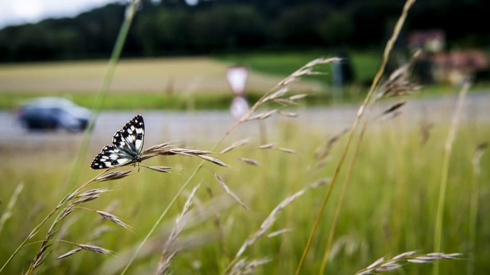 Sessiun d'atun: Iniziativa da biodiversitad (pro e contra)