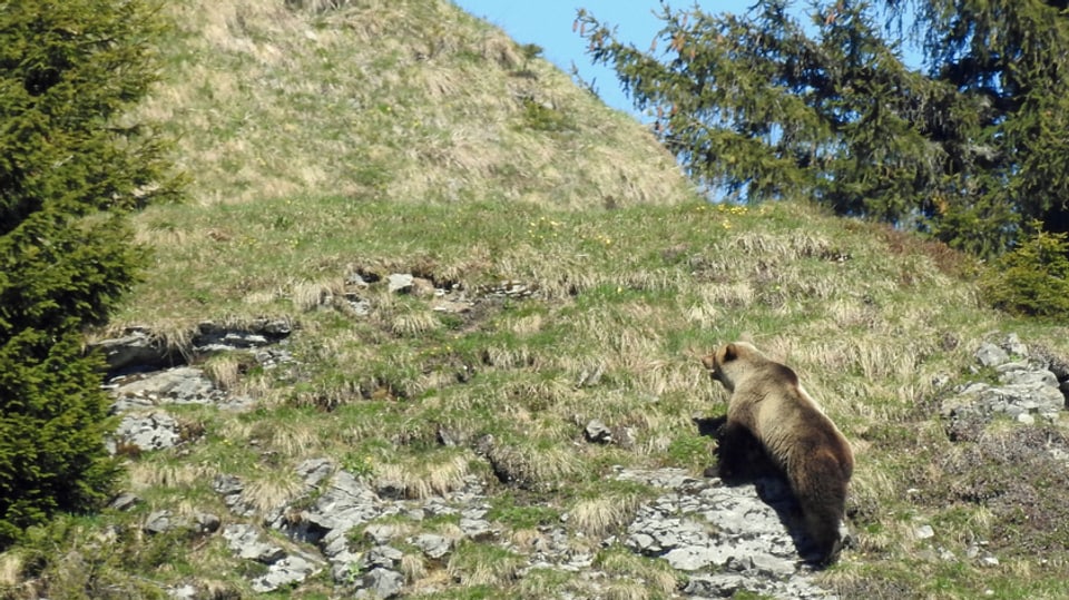 L'urs da bell'aura a spass en la cuntrada bernesa.