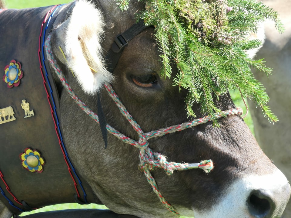 Kuh mit Blumenkranz am Alpabzug in Brigels