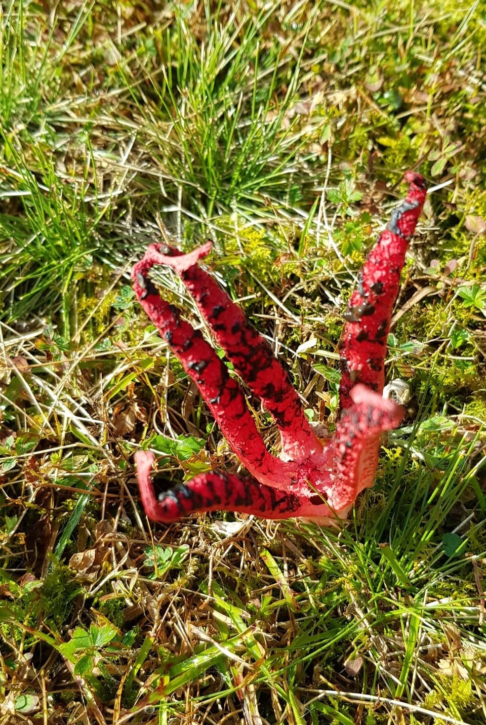 Tintenfischpilz.