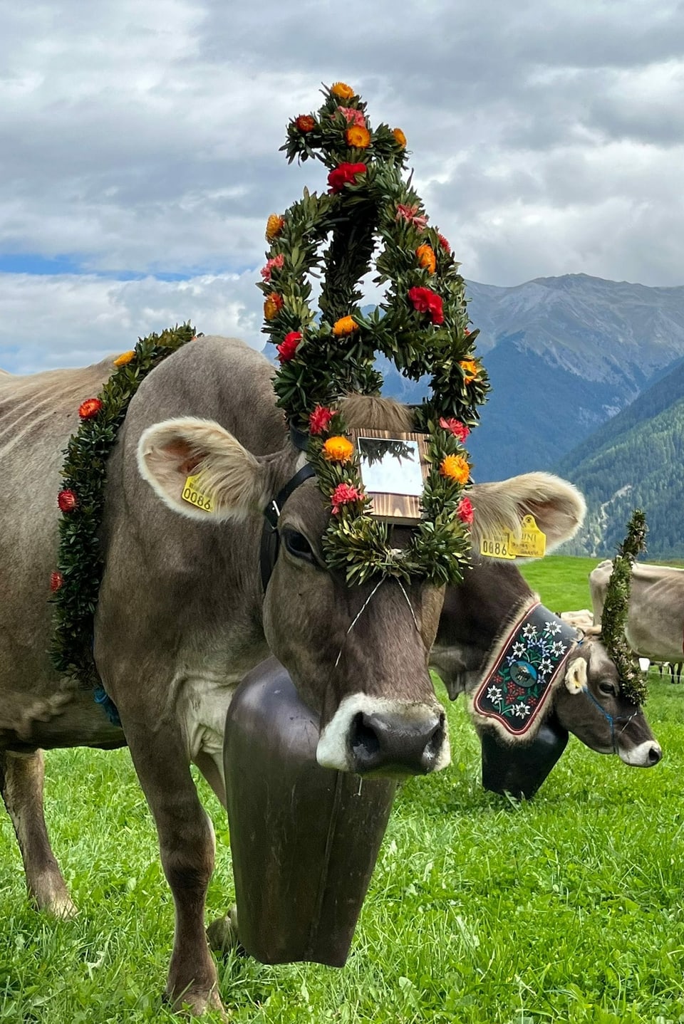 Kuh mit Blumen im Alpabzug in Sent