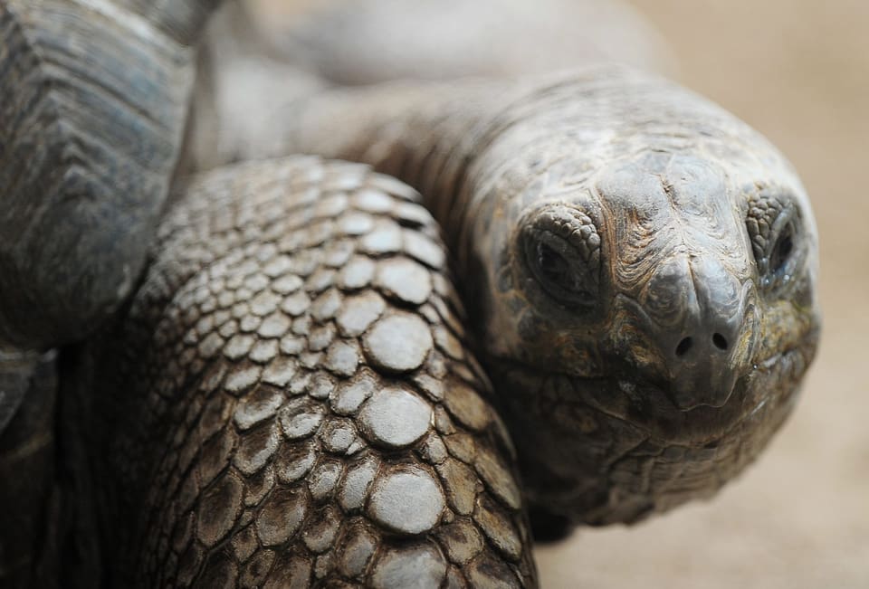 Eine Schildkröte