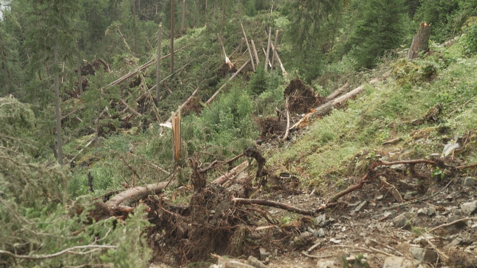 Der zerstörte Wald.