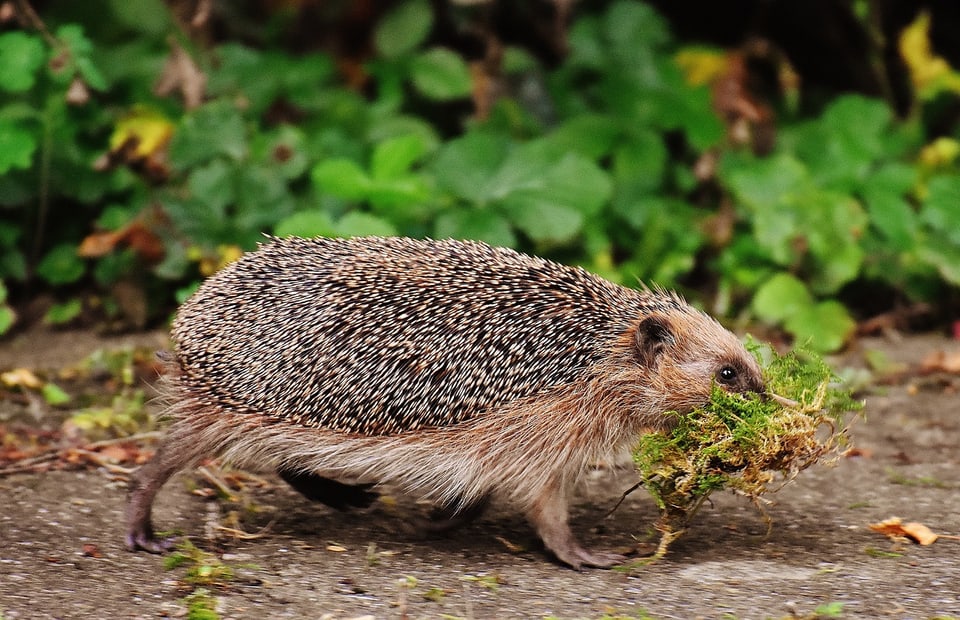 Igel läuft mit Moos davon