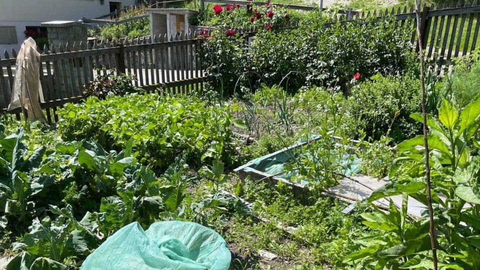 Iert da fritgs e verduras.