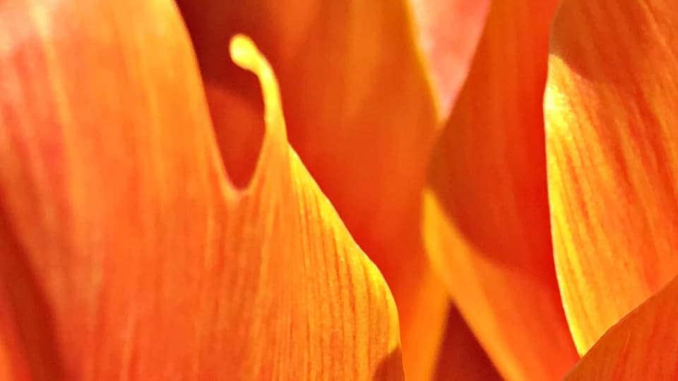 La tulipana oranscha.