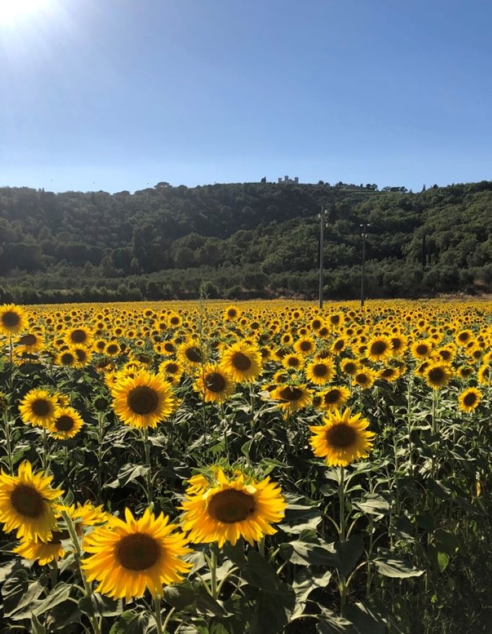 Flurs-sulegl en Toscana