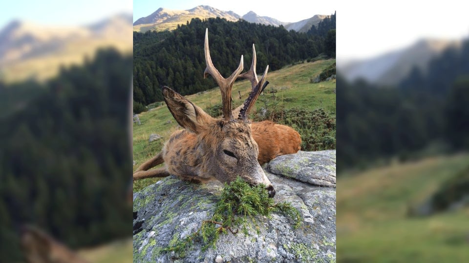 Il buc-chavriel che Sandro Tschenett ha sajettà ils 9 da settember 2016 en Val Mora. 