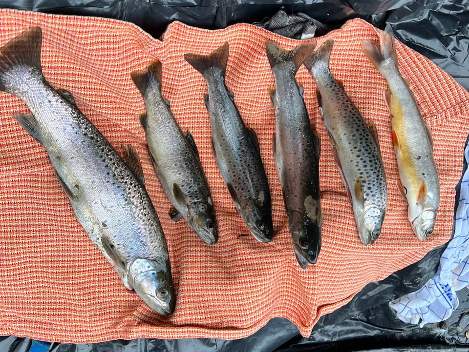 Die ersten Fische sind schon draussen.