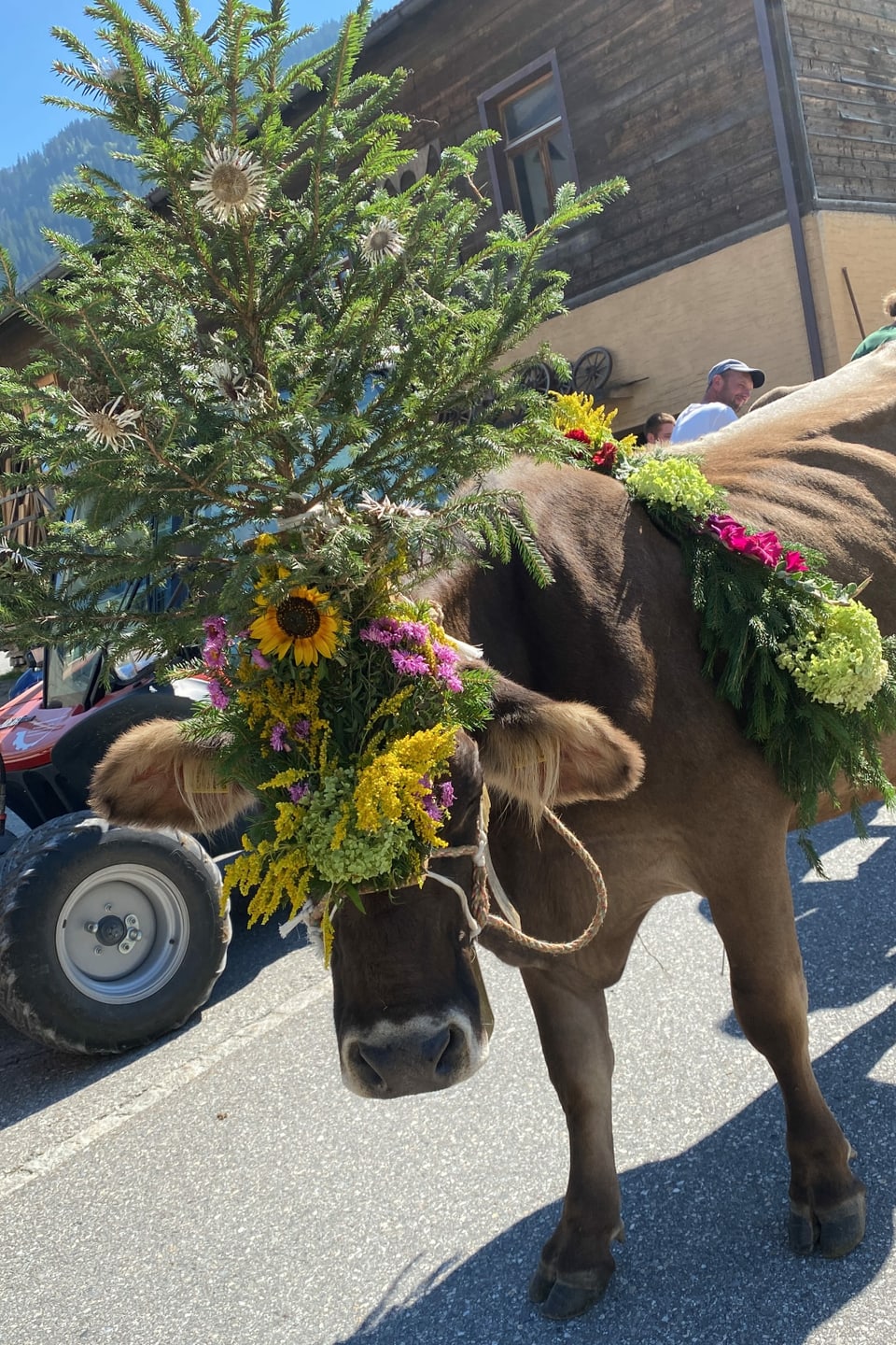 Kuh beim Alpabzug mit Blumenschmuck 
