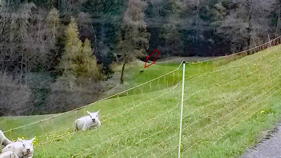 Il luf che Tini Flepp ha pudì observar en la vischinanza dal claus per sias nursas.