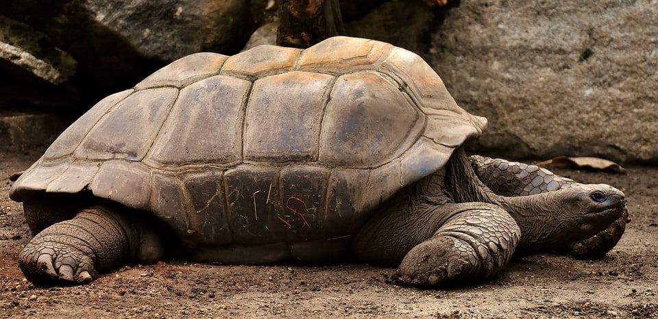 Grosse Schildkröte