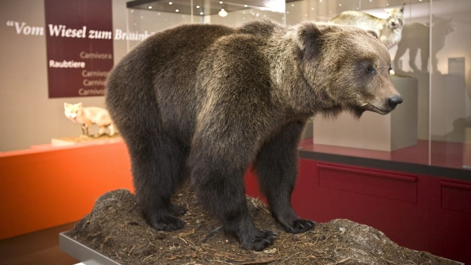 Igl è anc intschert sche l'urs M13 vegn exponì en il Museum da la Natira, sco ses collega JJ3 ch'ins vesa qua en il museum. 