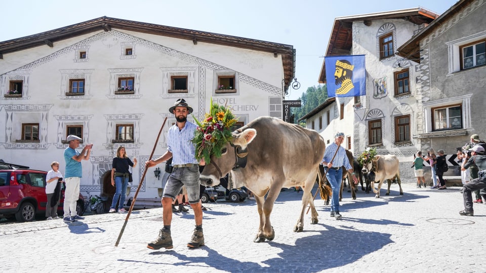 Kühe laufen ins Dorf Müstair rein