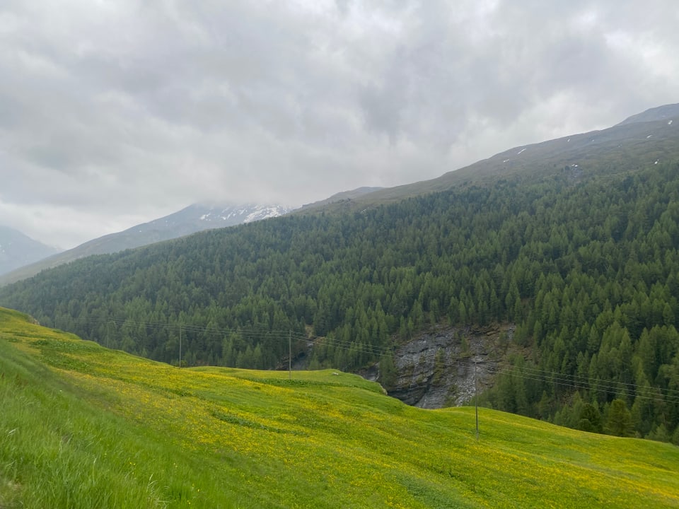 Vista sin il Capettawald a Cresta nua ch'ins ha chattà plantas pli veglias che 600 onns.