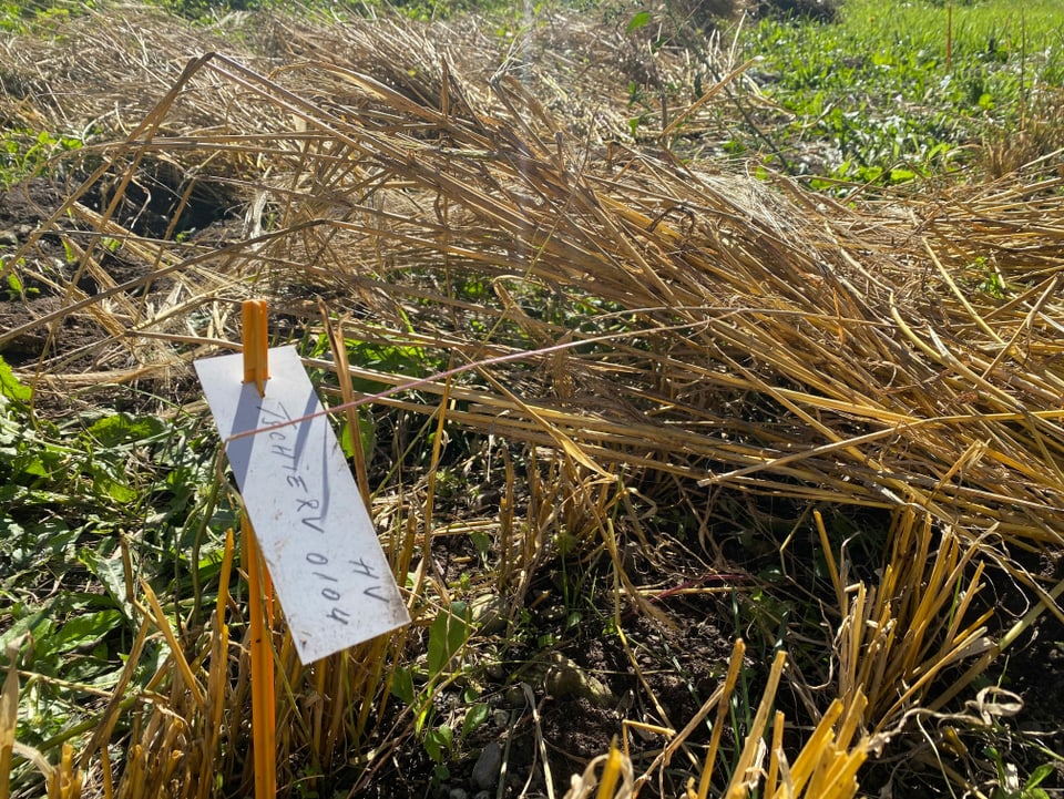 Questa sort cun il num Tschierv na vegn ozendi betg pli duvrada dals purs - a Bravuogn è quest graun vegl vegnì plantà per cumparegliar cun il nov iderdi Alpetta.