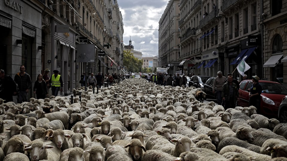 Schafe in Stadt.