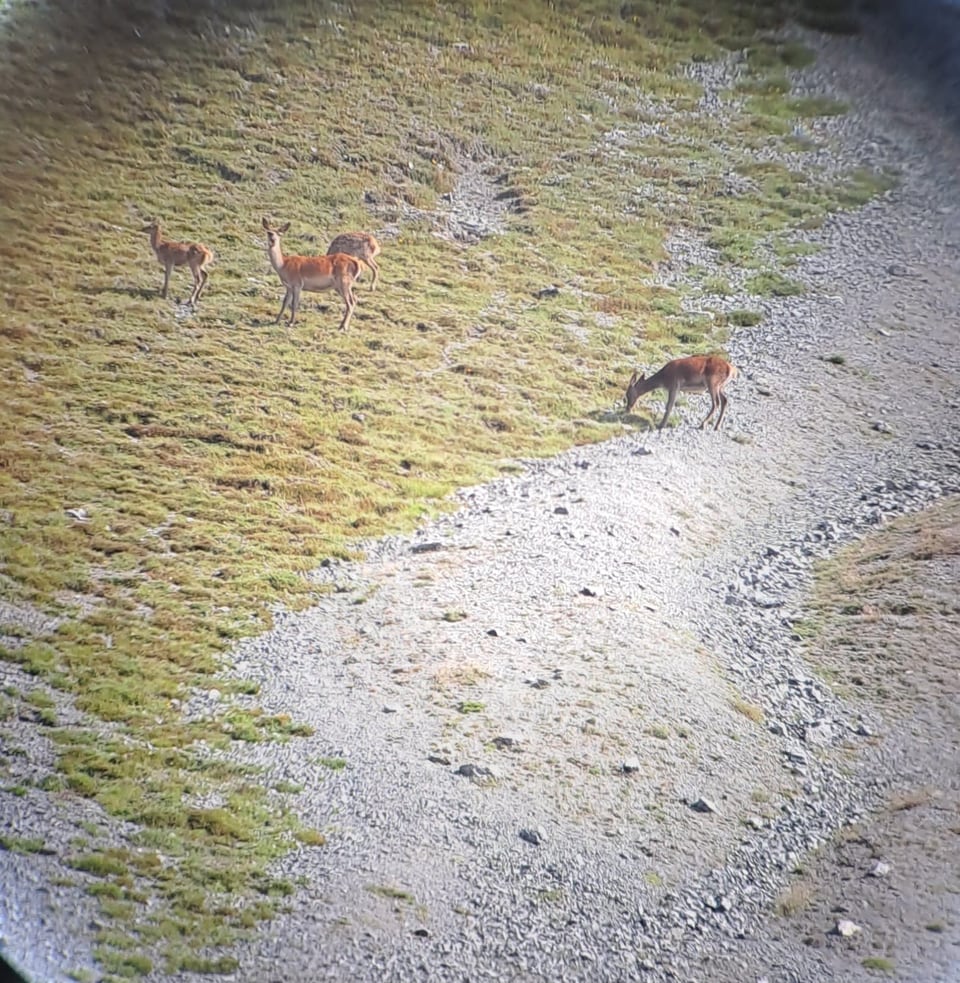 Rehe im Nationalpark