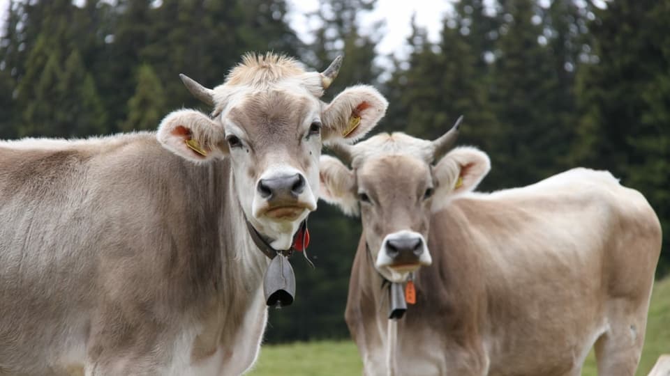 duas vatgas giuvnas stattan ina sper l'autra