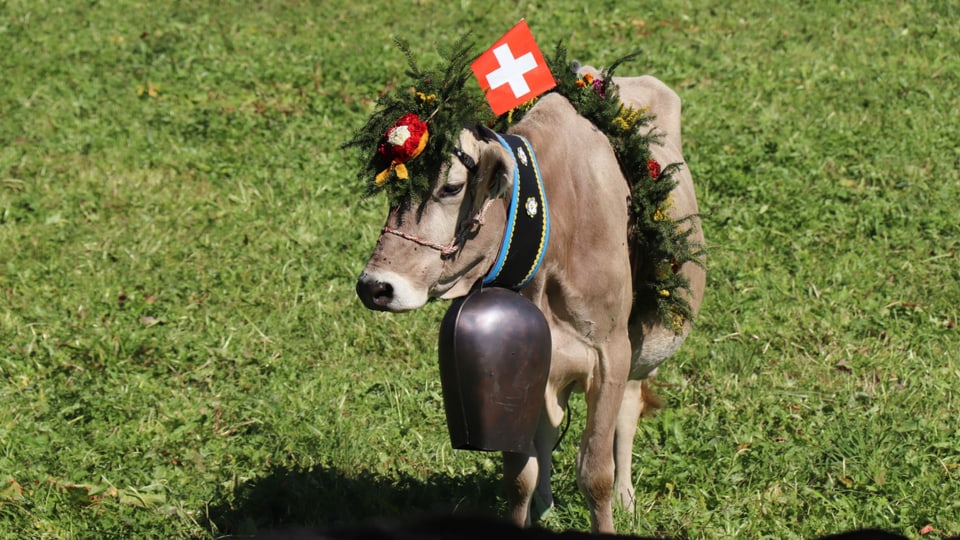 Kuh beim Alpabzug mit Kopfschmuck und Flagge