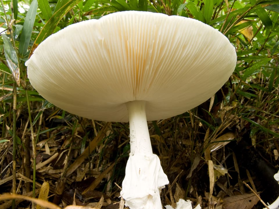 Amanita alva