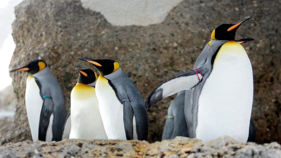 Ils pinguins roials dovran la front polara da l'antarctica per survegnir avunda nutriment. 