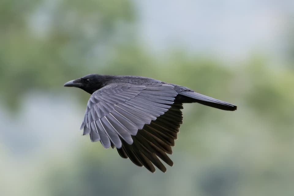 Die Stunde der Gartenvögel Vögel Birdwatching Vogelbeobachtung Vogel Ornithologie