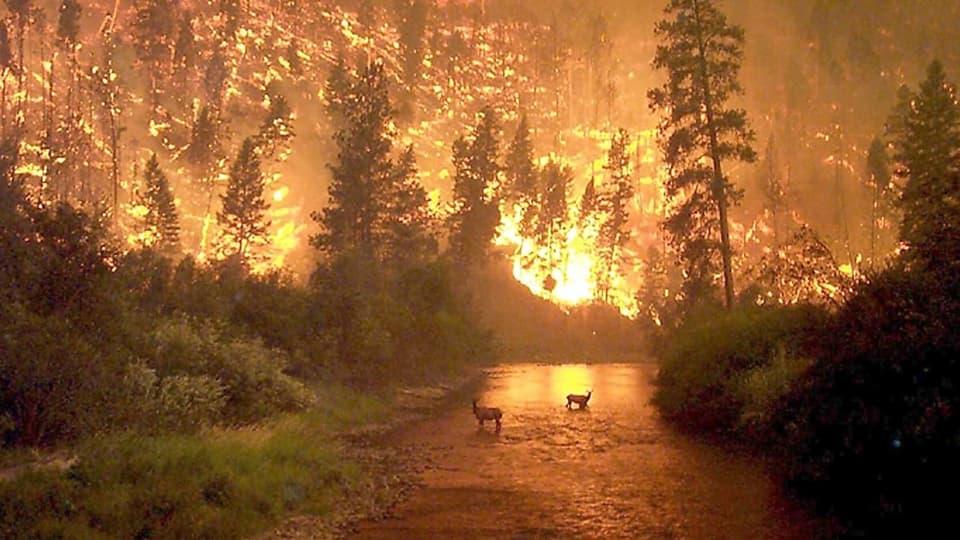 Incendi da guaud. 