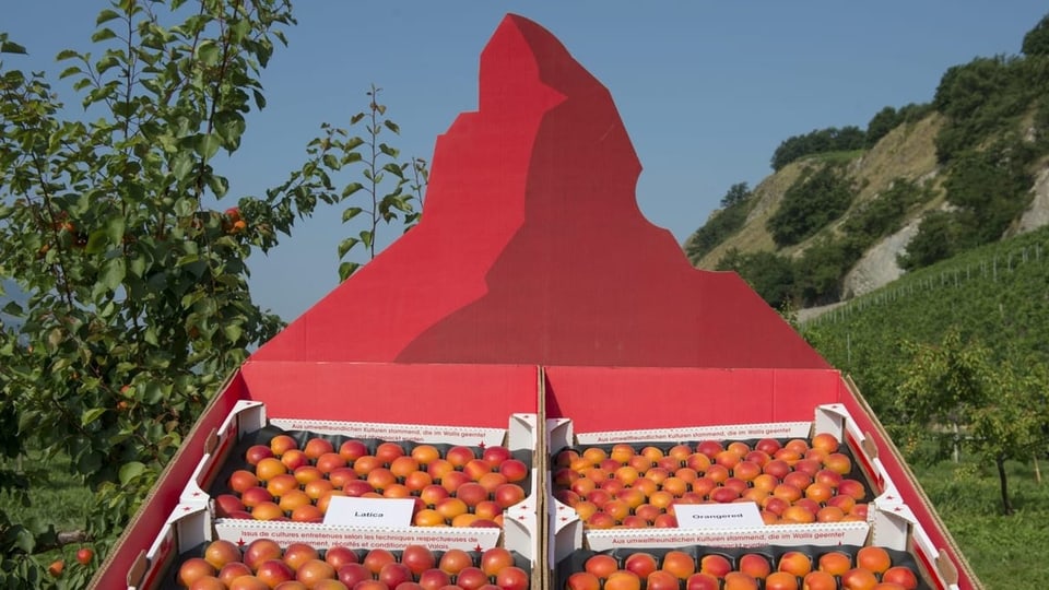 Apricosas cun il logo dal Matterhorn.