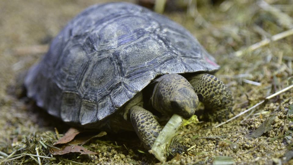Schildkröte isst Salat