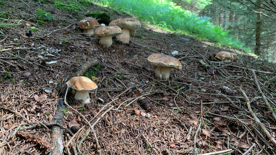 Steinpilze im Wald