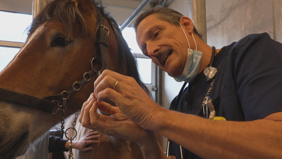 Veterinari e chaval.